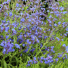 100 BLUE ITALIAN ALKANET Anchusa Capensis Flower Seeds
