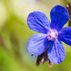 100 BLUE ANGEL ANCHUSA (Summer Forget Me Not) Anchusa Carpensis Flower Seeds