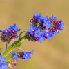 100 BLUE ANGEL ANCHUSA (Summer Forget Me Not) Anchusa Carpensis Flower Seeds