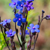 100 BLUE ANGEL ANCHUSA (Summer Forget Me Not) Anchusa Carpensis Flower Seeds
