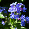 100 BLUE ITALIAN ALKANET Anchusa Capensis Flower Seeds