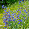 100 BLUE ANGEL ANCHUSA (Summer Forget Me Not) Anchusa Carpensis Flower Seeds
