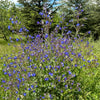 100 BLUE ANGEL ANCHUSA (Summer Forget Me Not) Anchusa Carpensis Flower Seeds