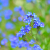 100 BLUE ITALIAN ALKANET Anchusa Capensis Flower Seeds