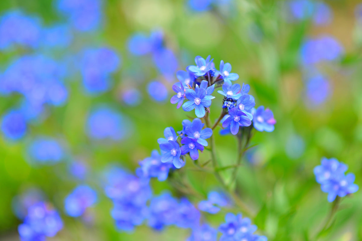 Blue Italian Alkanet Seeds – Anchusa Capensis Flower – photo 6