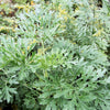 500 ABSINTHE WORMWOOD Common Artemisia Absinthium Green Ginger Herb Flower Seeds