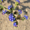 100 BLUE ANGEL ANCHUSA (Summer Forget Me Not) Anchusa Carpensis Flower Seeds