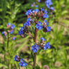 100 BLUE ITALIAN ALKANET Anchusa Capensis Flower Seeds
