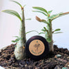 Adenium Obesum 'Desert Rose' Seeds