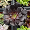 Aeonium Black Rose Zwartkop