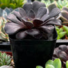 Aeonium Black Rose Zwartkop