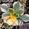 Aeonium Sunburst