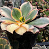 Aeonium Sunburst