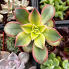 Aeonium Kiwi