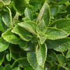 African Potato Mint (Plectranthus esculentus)