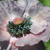 100 MOTHER Of PEARL POPPY Mix Papaver Rhoeas Shirley Flower Seeds Mixed Colors