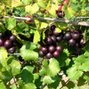 Muscadine Grape 'Alachua' (Vitis rotundifolia)