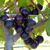 Muscadine Grape 'Alachua' (Vitis rotundifolia)