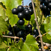 Muscadine Grape 'Alachua' (Vitis rotundifolia)