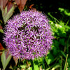 20 STAR OF PERSIA ALLIUM Christophii Silvery Amethyst Purple Flower Seeds