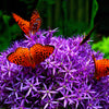 25 GIANT ALLIUM Allium Giganteum Purple Globe Flower Seeds