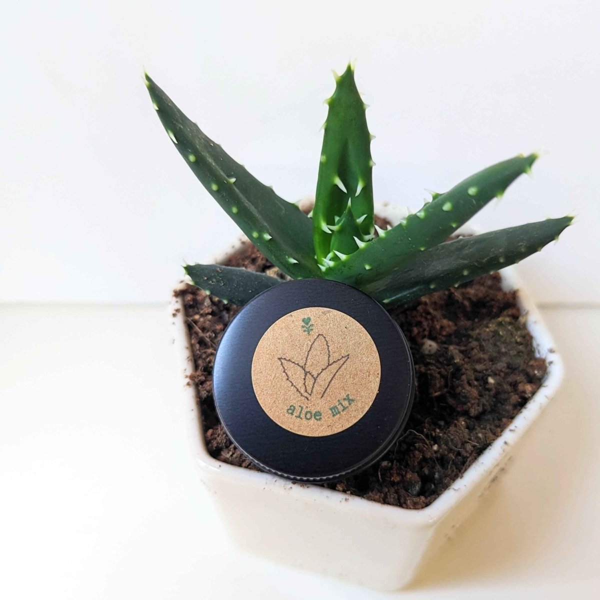Aloe Mix Seeds – photo 3