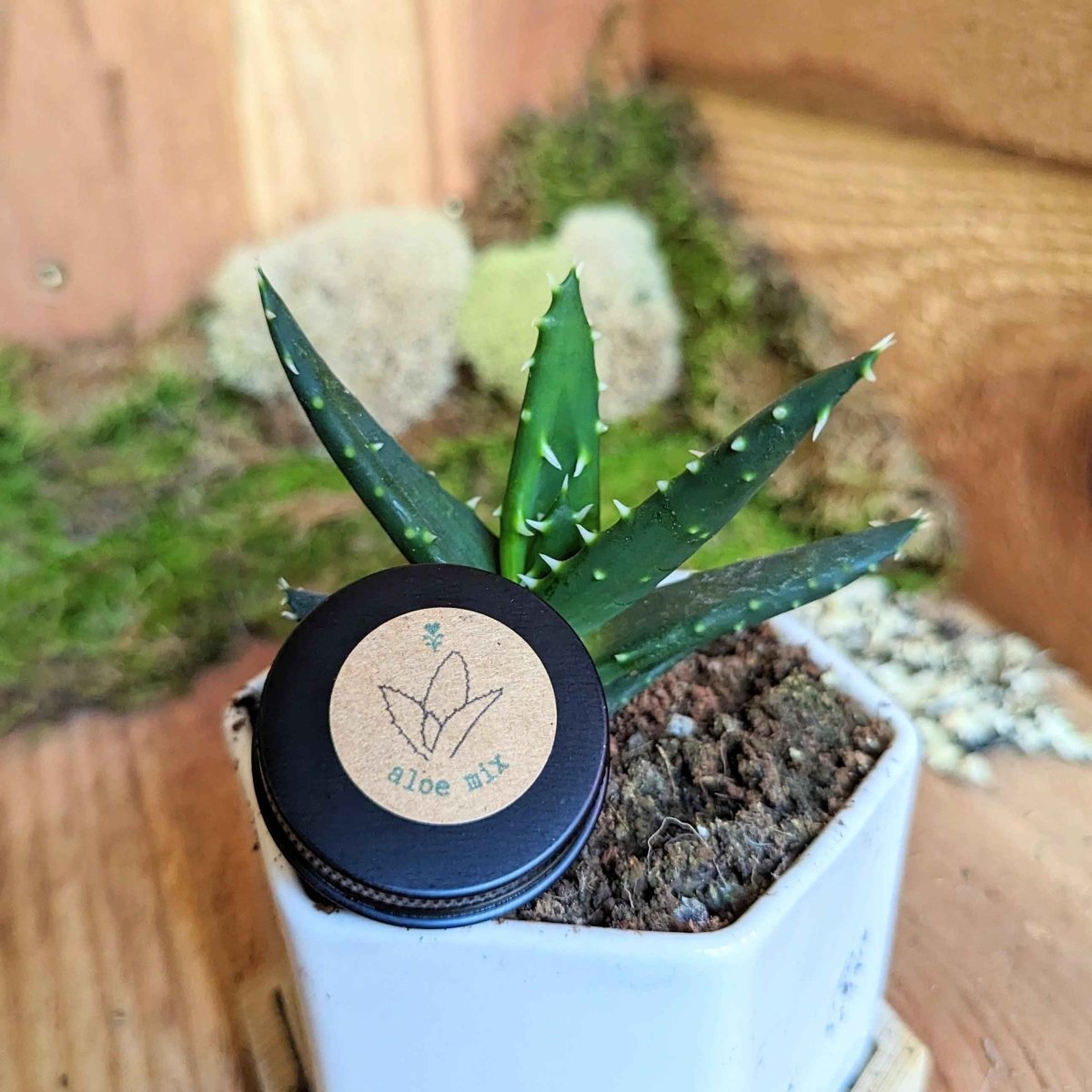 Aloe Mix Seeds – photo 9