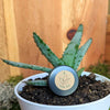 Aloe Mix Seeds – photo 10