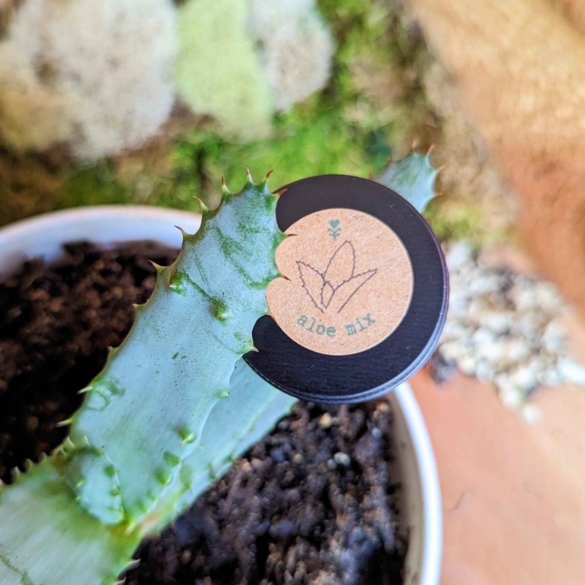 Aloe Mix Seeds – photo 11