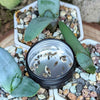 Aloe Mix Seeds – photo 2