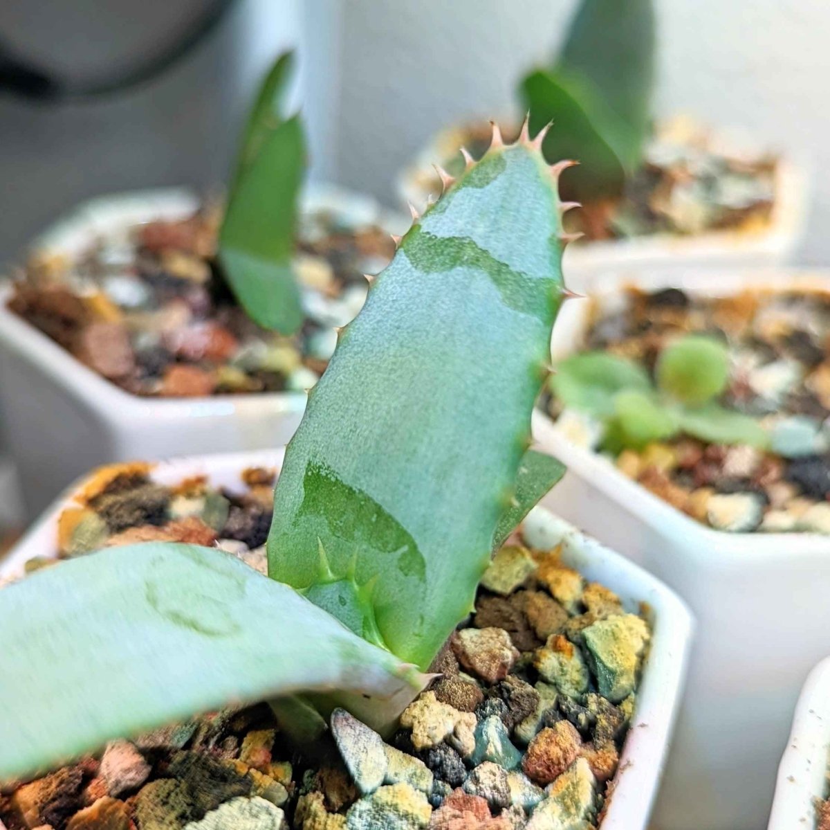Aloe Mix Seeds – photo 7
