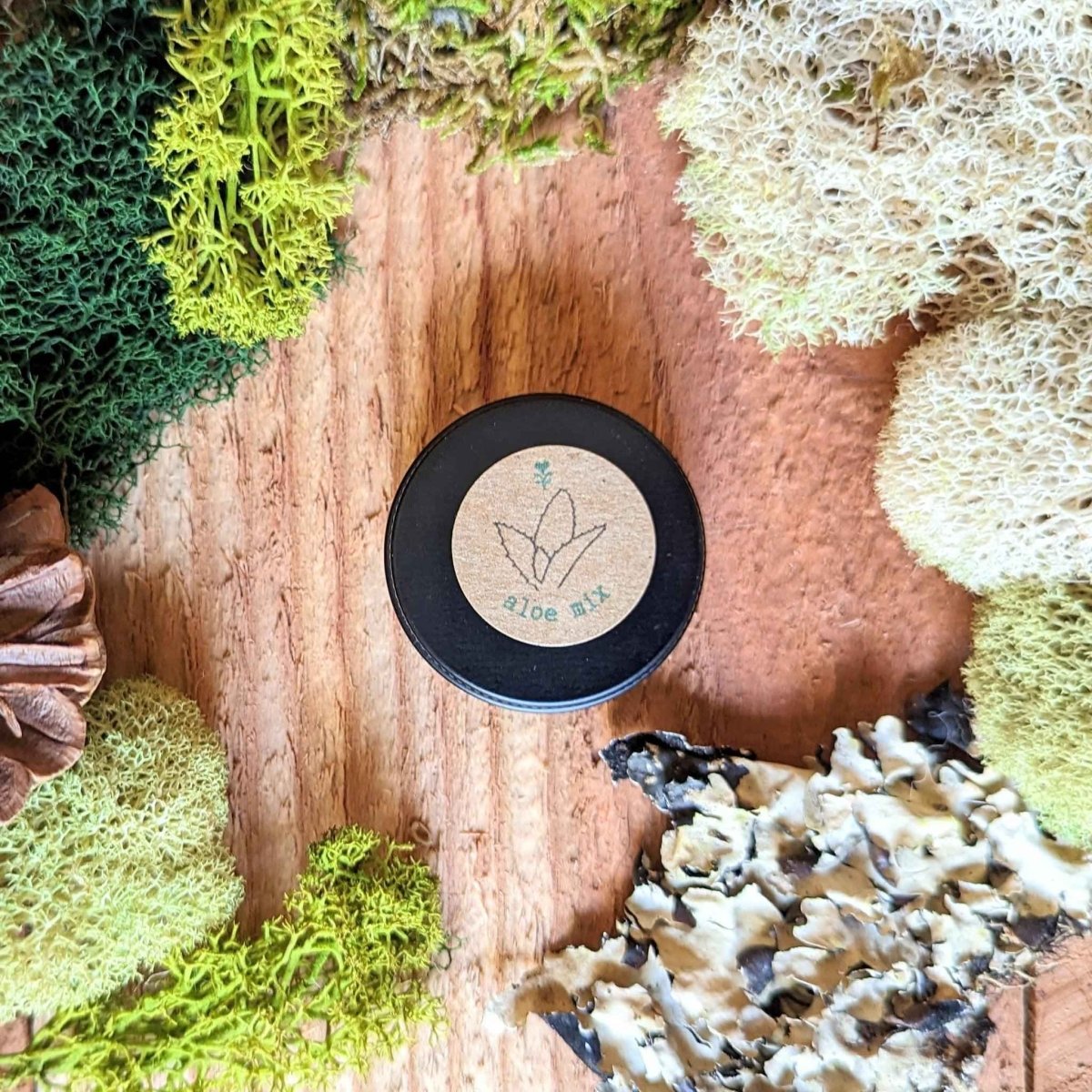 Aloe Mix Seeds – photo 4