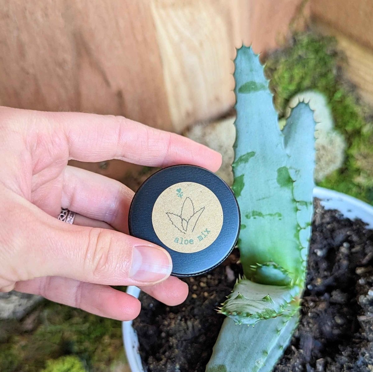 Aloe Mix Seeds – photo 8