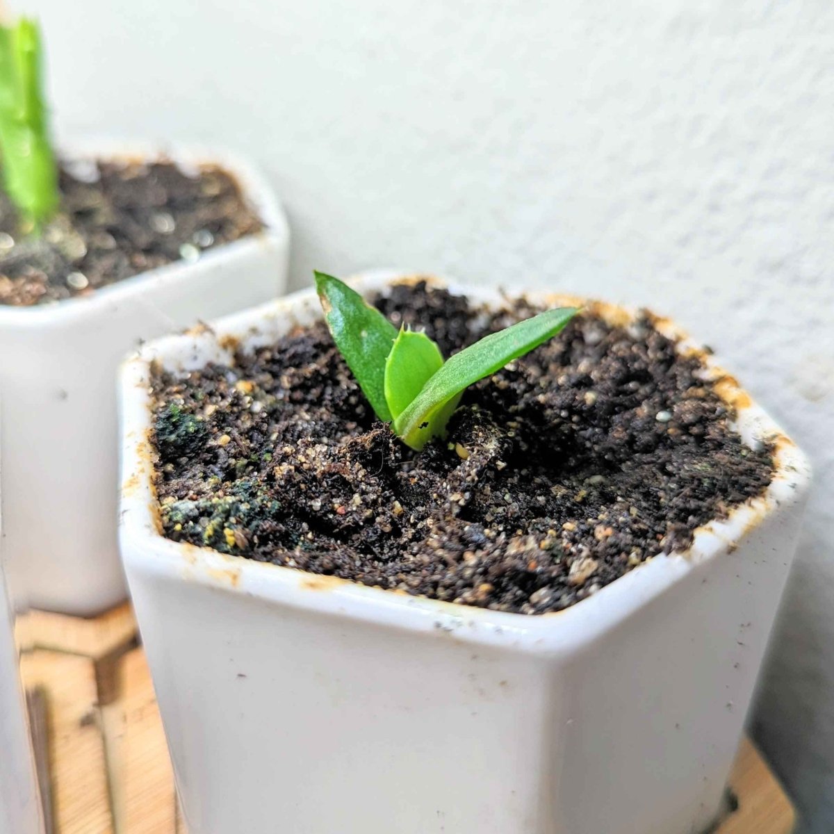 Aloe Mix Seeds – photo 6