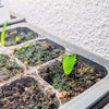 Aloe Mix Seeds – photo 5
