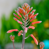 Aloe (Aloe vera)