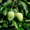 Mango 'Alphonso' (Mangifera indica)