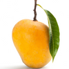 Mango 'Alphonso' (Mangifera indica)
