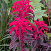 100 Tricolor EARLY SPLENDOR AMARANTHUS Hypochondricus Flower Seeds