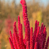 100 Tricolor EARLY SPLENDOR AMARANTHUS Hypochondricus Flower Seeds