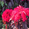 100 Tricolor EARLY SPLENDOR AMARANTHUS Hypochondricus Flower Seeds