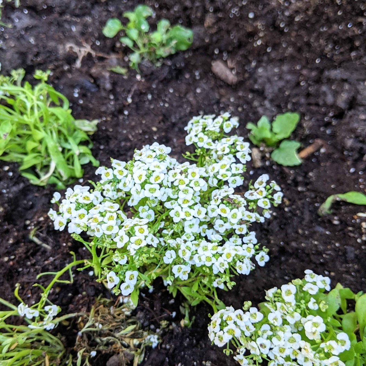 Alyssum Seeds – photo 3
