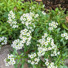 Alyssum Seeds – photo 4