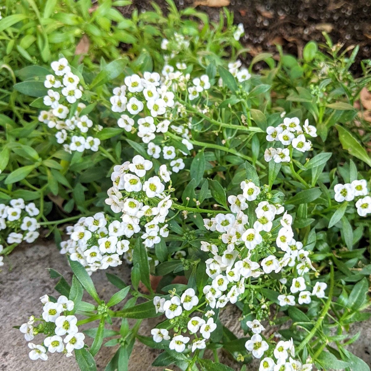 Alyssum Seeds – photo 4