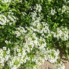 Alyssum Seeds – photo 5