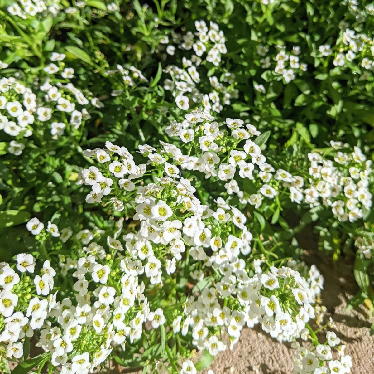 Alyssum Seeds – photo 5