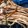 25 AMERICAN GINSENG Panax Quinquefolius Shade Herb Seeds