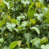 Annatto Achiote (Bixa orellana)