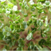 Arugula for Microgreens