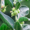 Adaptogen Herb Bundle: Gotu Kola, Skullcap, Ashwagandha, Tulsi